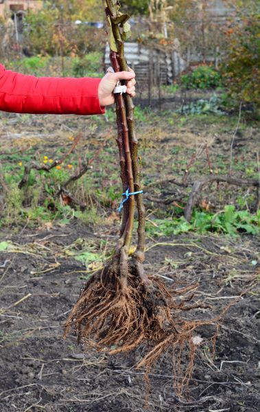 Shrub Root Removal in Folsom