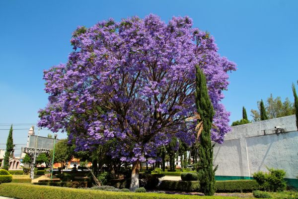Jacaranda Pruning in Folsom