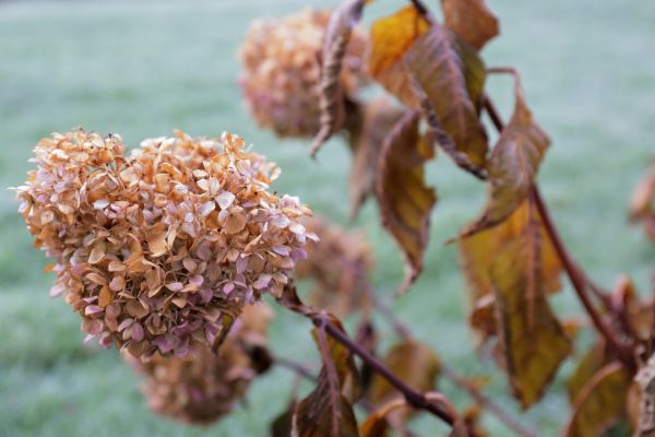 Hydrangea Removal in Folsom