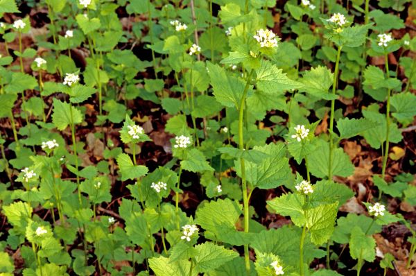 Garlic Mustard Removal in Folsom