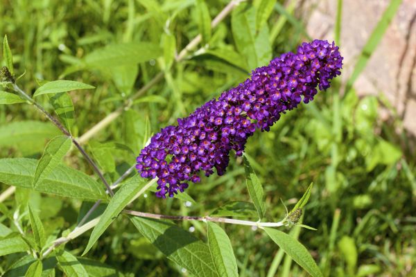 Butterfly Bush Pruning in Folsom