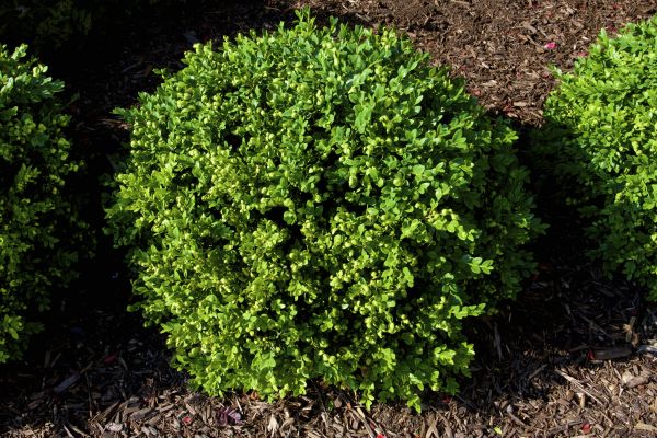 Boxwood Removal in Folsom