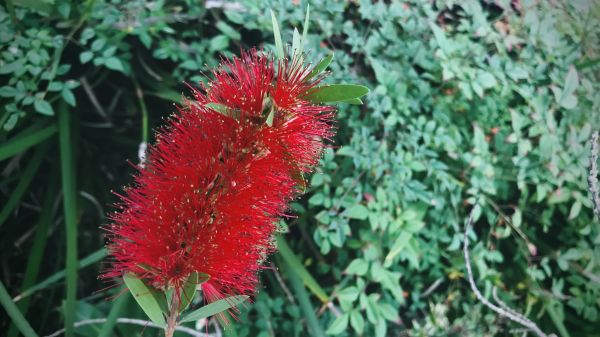 Bottlebrush Pruning in Folsom