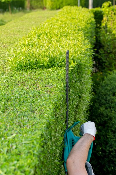 Hedge Trimming in Folsom